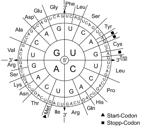 Kreisförmige Codon-Tabelle mit RNA-Basen, Aminosäuren sowie markierten Start- und Stopp-Codons.